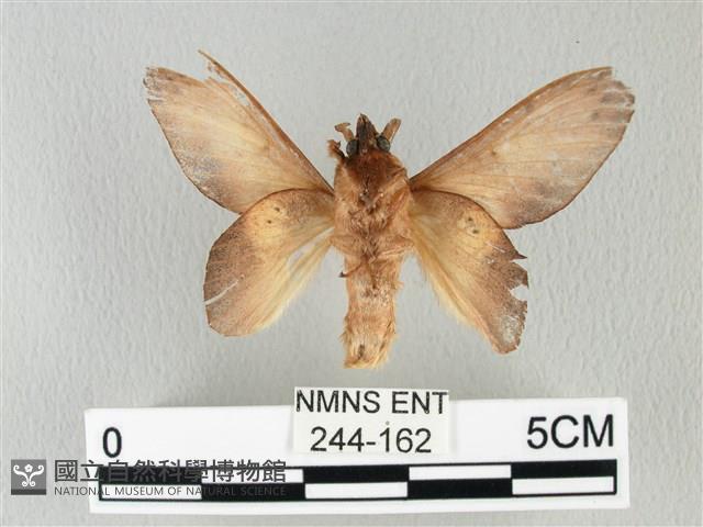 緣斑枯葉蛾藏品圖，第2張