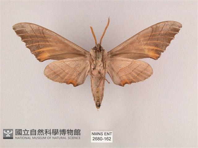 栗六點天蛾藏品圖，第2張