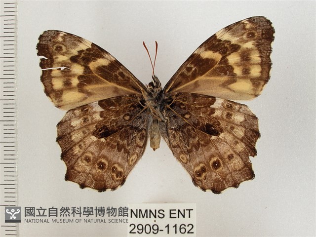 黃斑蔭眼蝶藏品圖，第2張