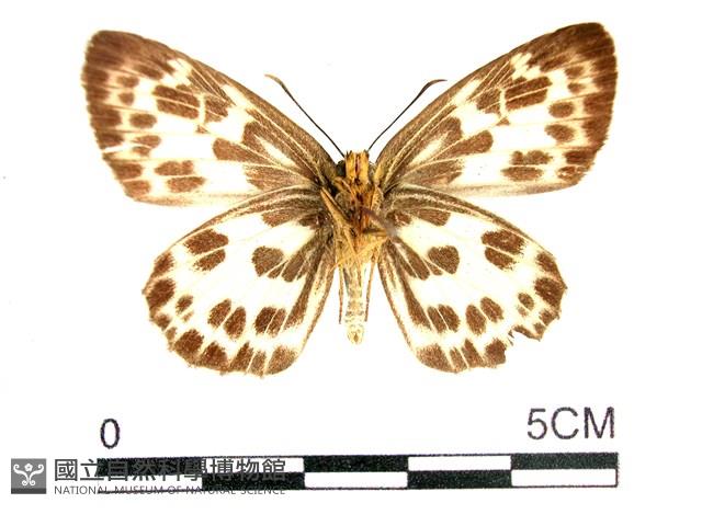 白弄蝶藏品圖，第2張