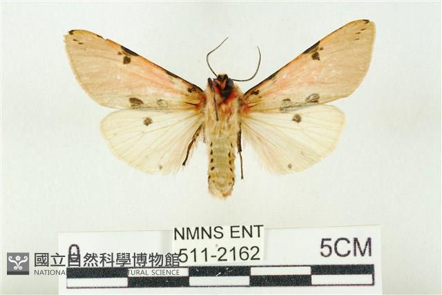 棍棒污燈蛾藏品圖，第2張