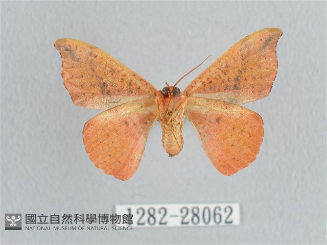 接骨木帶鉤蛾藏品圖，第2張