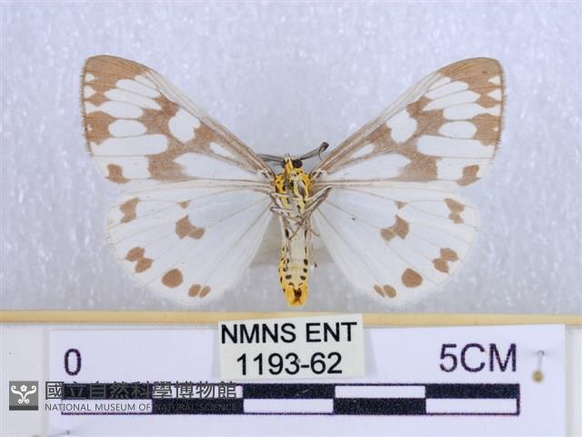 粉蝶燈蛾藏品圖，第2張