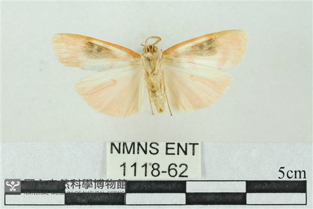 臺雪苔蛾藏品圖，第2張
