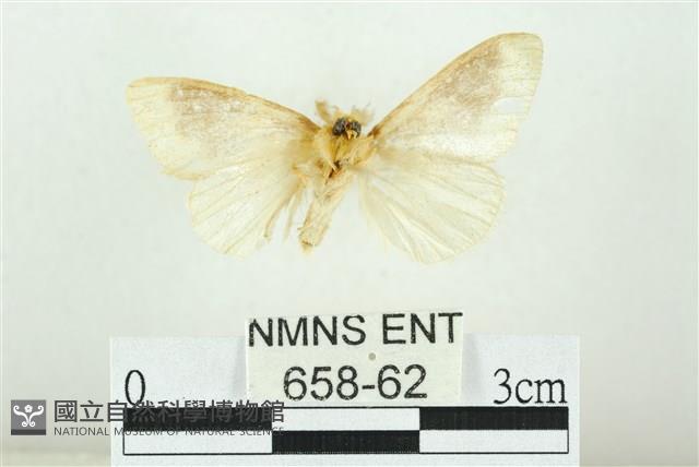 寬紋黃毒蛾藏品圖，第2張