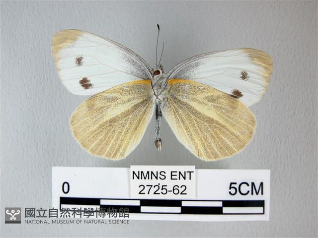 緣點白粉蝶藏品圖，第2張