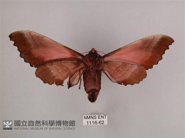 桃紅六點天蛾藏品圖，第2張