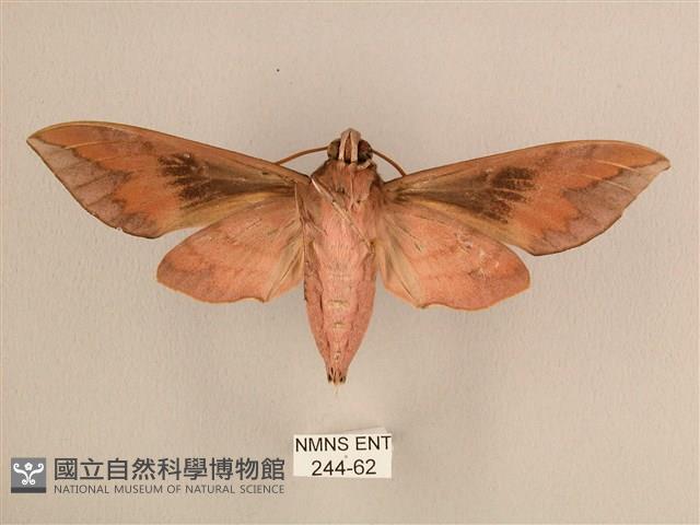 背中白天蛾藏品圖，第2張