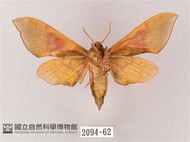 榆綠天蛾藏品圖，第2張