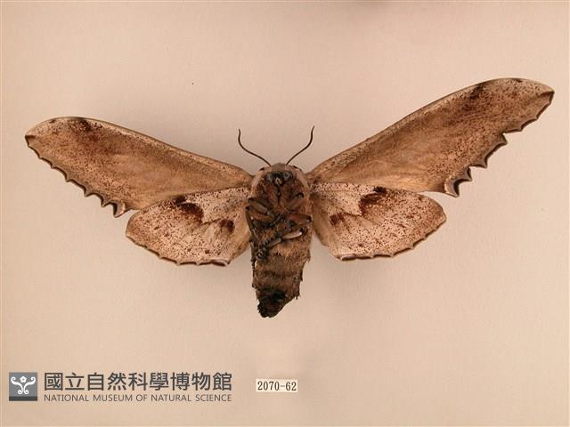 臺灣鋸翅天蛾藏品圖，第2張