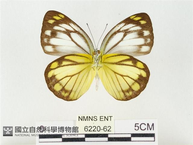 黃裙脈粉蝶藏品圖，第2張