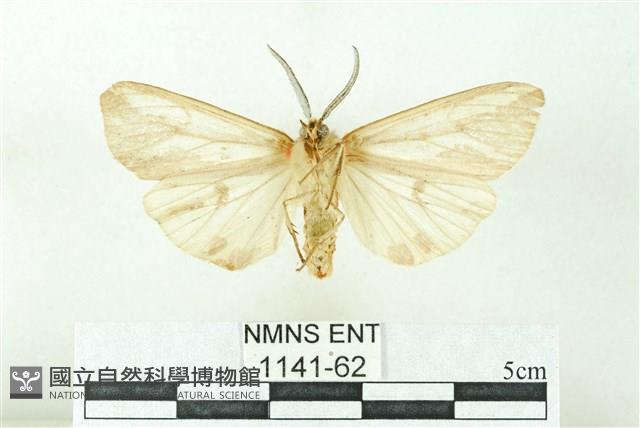 赭新污燈蛾藏品圖，第2張