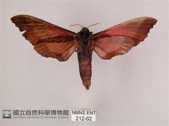 桃紅六點天蛾藏品圖，第2張