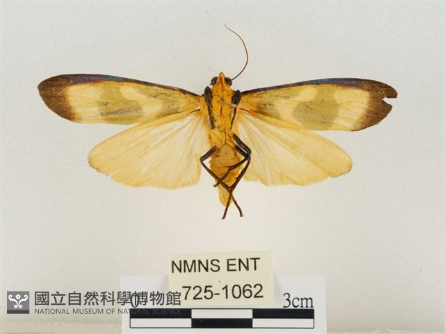 閃光苔蛾藏品圖，第2張