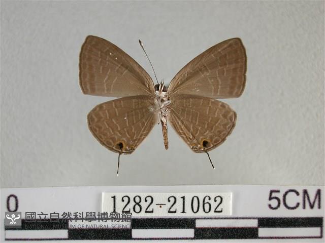 雅波灰蝶藏品圖，第2張