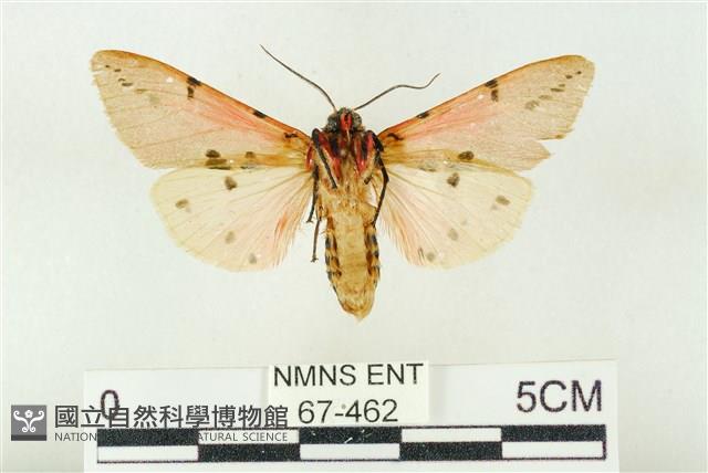 棍棒污燈蛾藏品圖，第2張