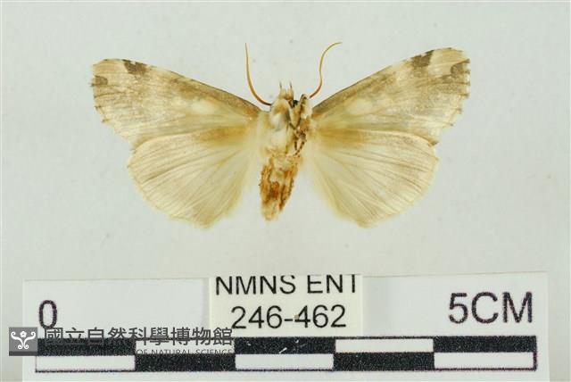 連珠波紋蛾藏品圖，第2張