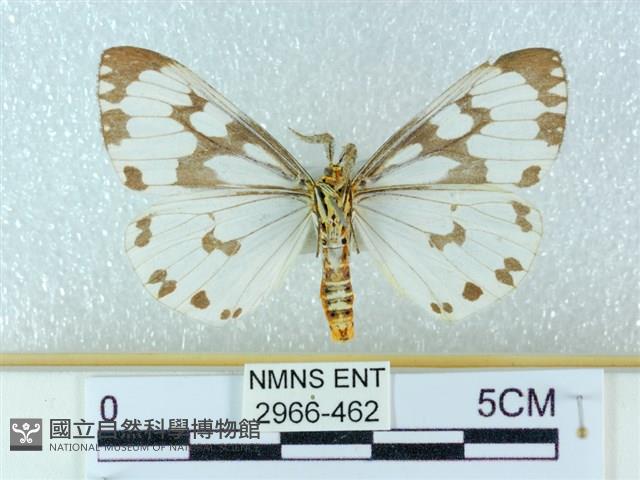 粉蝶燈蛾藏品圖，第2張