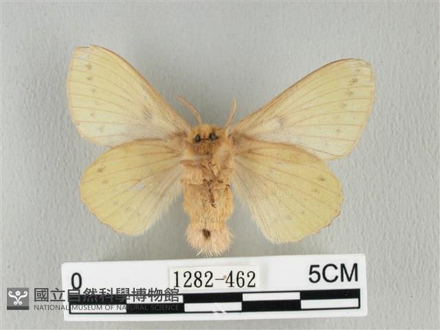 青枯葉蛾藏品圖，第2張