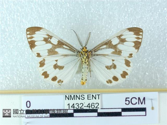 粉蝶燈蛾藏品圖，第2張