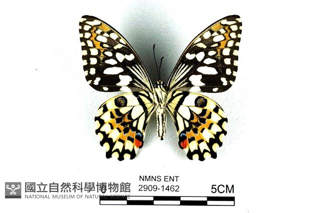 花鳳蝶、無尾鳳蝶藏品圖，第2張