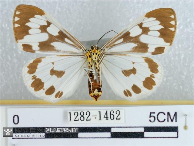 粉蝶燈蛾藏品圖，第2張