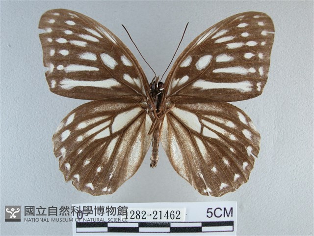 臺灣斑眼蝶藏品圖，第2張
