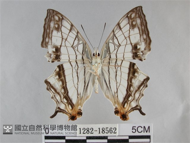 網絲蛺蝶、石牆蝶藏品圖，第2張