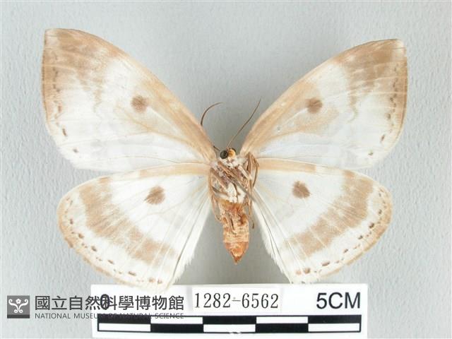 圓翅大鉤蛾藏品圖，第2張