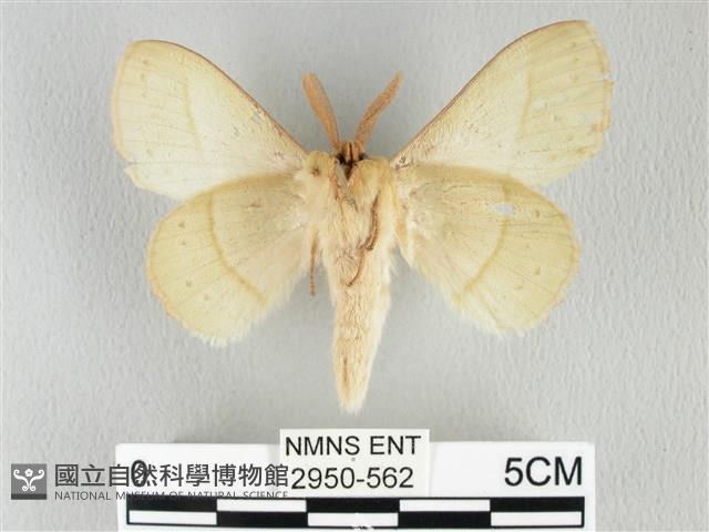 青枯葉蛾藏品圖，第2張