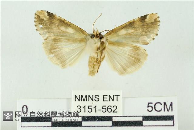 連珠波紋蛾藏品圖，第2張