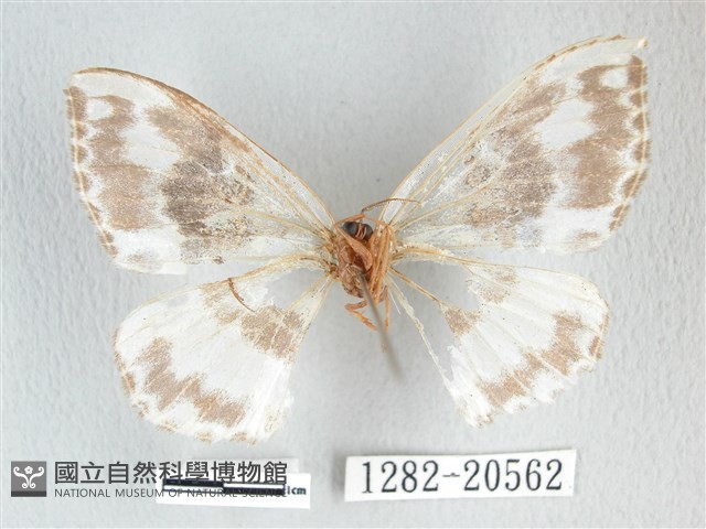 豹紋鉤蛾藏品圖，第2張