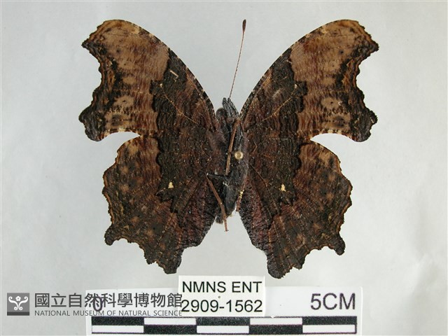 琉璃蛺蝶藏品圖，第2張