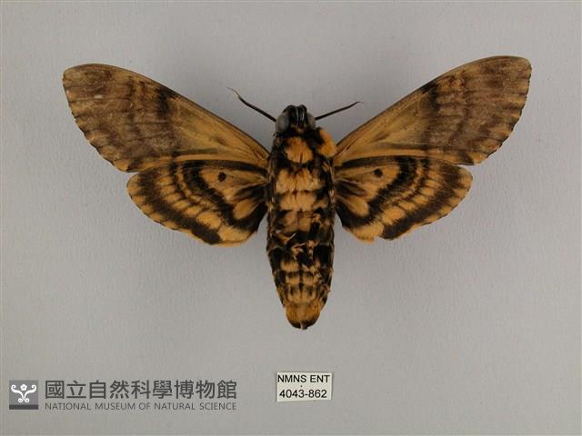 鬼臉天蛾藏品圖，第2張