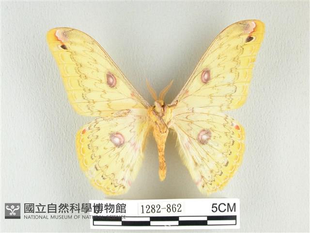 黃豹天蠶蛾藏品圖，第2張