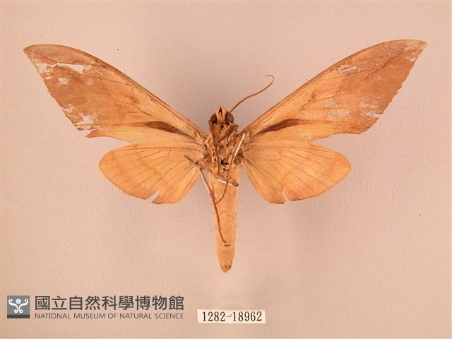 波紋豆天蛾藏品圖，第2張