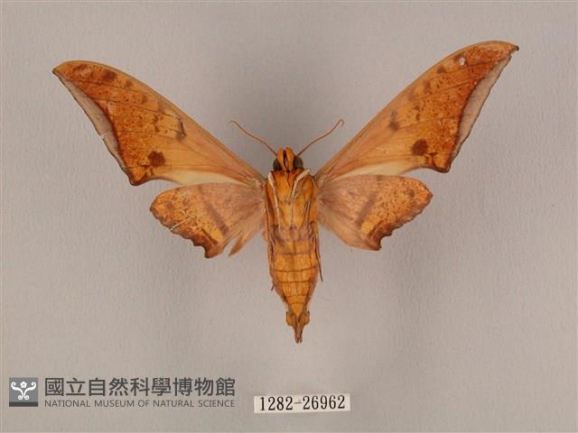 裂斑鷹翅天蛾藏品圖，第2張