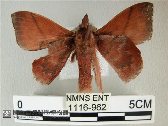 埔里雙線枯葉蛾藏品圖，第2張