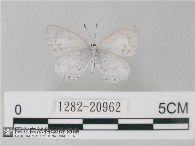 靛色琉灰蝶藏品圖，第2張