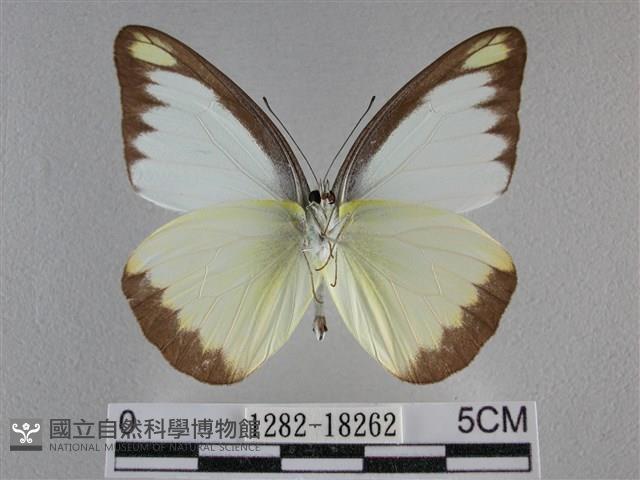 異色尖粉蝶藏品圖，第2張