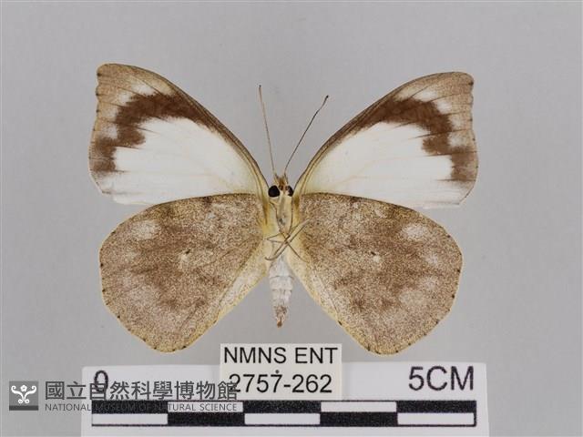 雲紋尖粉蝶藏品圖，第2張