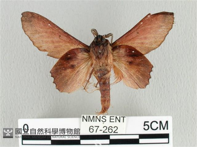 臺灣枯葉蛾藏品圖，第2張