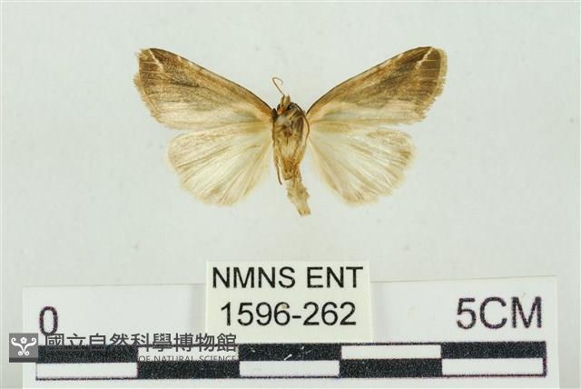 素木氏美波紋蛾藏品圖，第2張