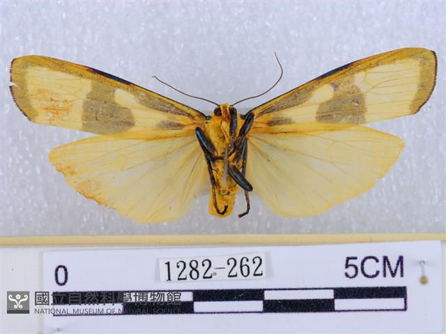 閃光苔蛾藏品圖，第2張