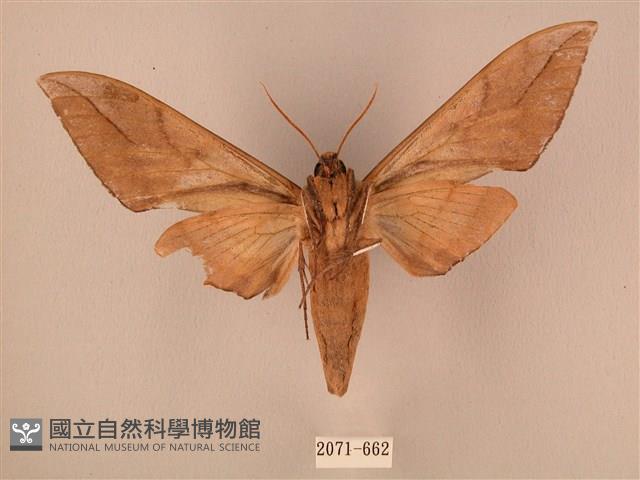 波紋豆天蛾藏品圖，第2張