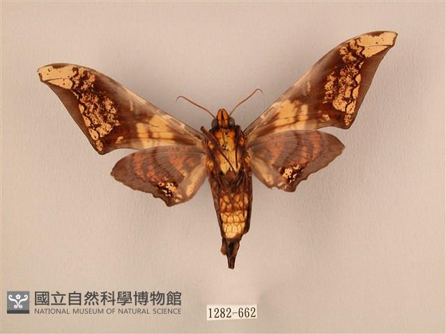 臀角斑天蛾藏品圖，第2張