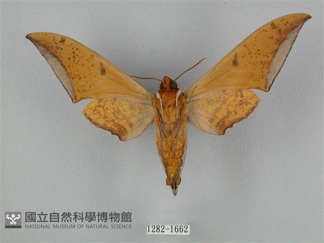 圓斑鷹翅天蛾藏品圖，第2張