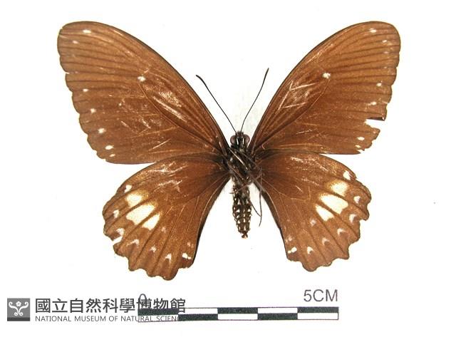 無尾白紋鳳蝶藏品圖，第2張