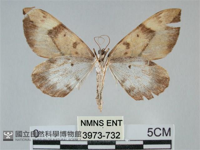 枯葉尺蛾藏品圖，第2張