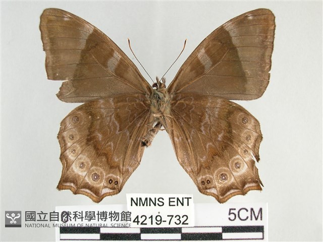 大幽眼蝶藏品圖，第2張